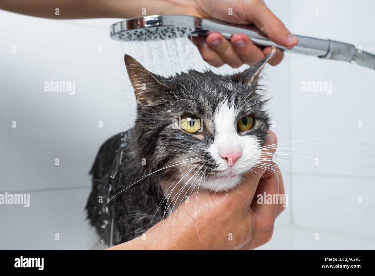 toilettage pour chats. Chat drôle prenant la douche ou le bain. Homme lavant chat. Concept d'hygiène des animaux. Chat mouillé. Banque D'Images