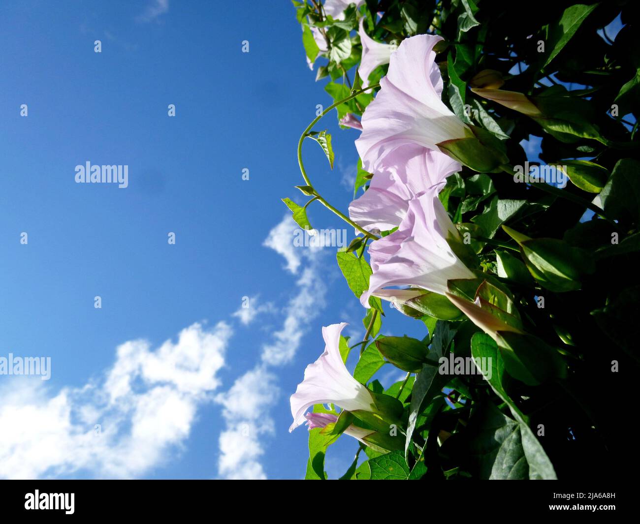 L'herbe à poux européenne, le lis de maïs, le Convolvulus arvensis fleurit dans le jardin. Fleurs et feuilles contre le ciel, espace pour le texte Banque D'Images