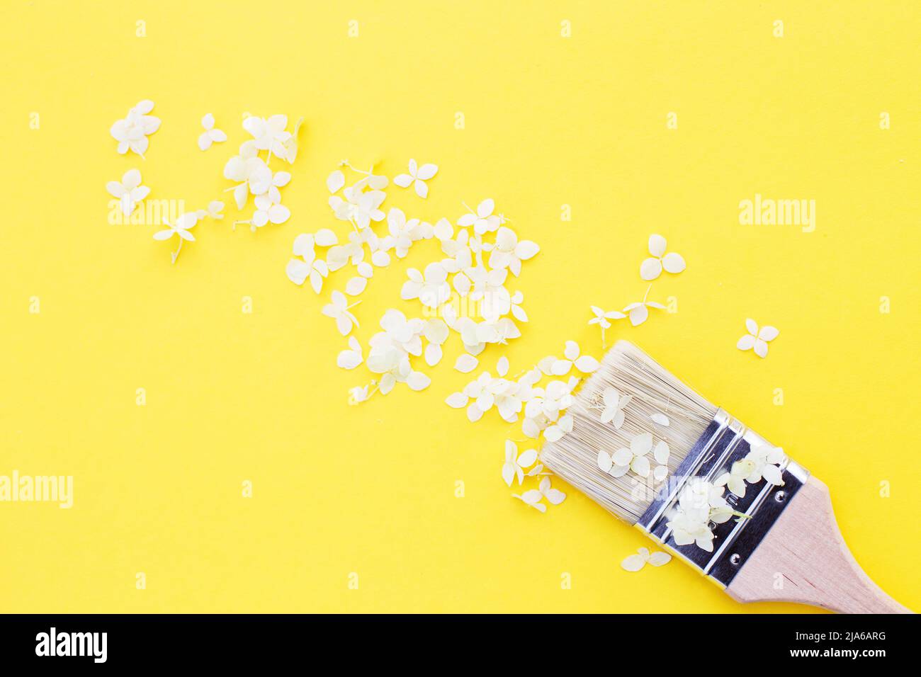 fleurs d'hortensia blanc et pinceau sur fond jaune avec espace de copie. Pose à plat. Banque D'Images