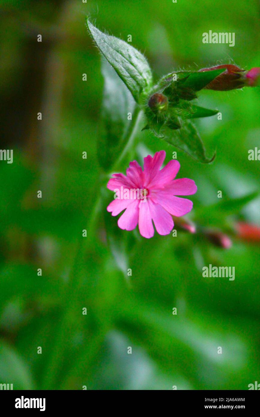 Fleur de forêt au début du printemps Banque D'Images