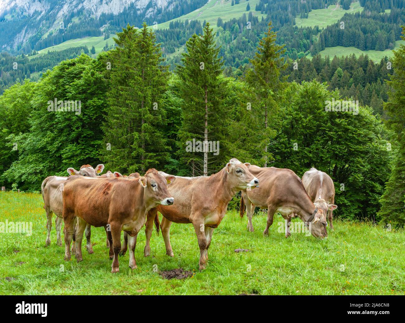Groupe de vaches se broutent au printemps à Ahorn dans la belle région verte de montagne suisse d'Appenzell Banque D'Images