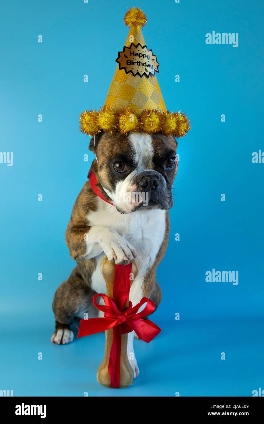 Birthday Bone Banque D Image Et Photos Alamy Birthday Bone Banque D Image Et Photos Alamy