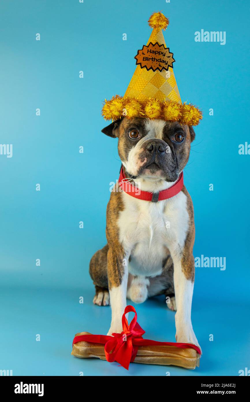 Birthday Bone Banque D Image Et Photos Alamy Birthday Bone Banque D Image Et Photos Alamy