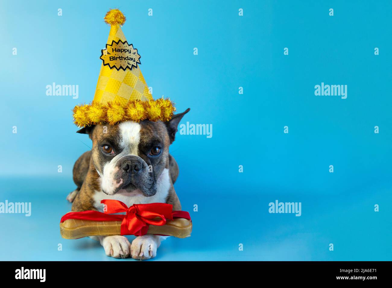 Birthday Bone Banque D Image Et Photos Alamy Birthday Bone Banque D Image Et Photos Alamy