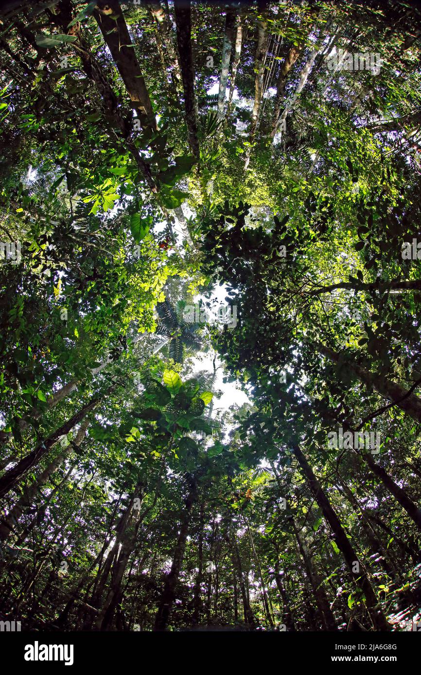 Vue panoramique des arbres de la forêt tropicale. Tambopata, Amazone tropicale, Pérou Banque D'Images