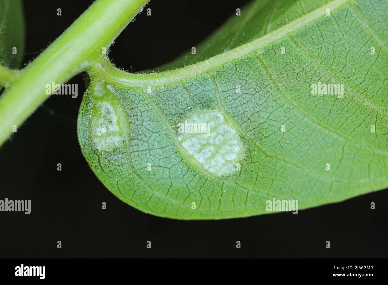 Acarien de feuille de noyer, acarien de feuille de noyer perse (Aceria tristriatus, Eriophytes erineus), galls sur une feuille de noyer Banque D'Images