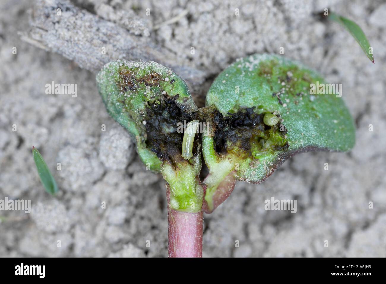 Lupin germinant endommagé par Delia florilega - magot de graines de haricots ou mouche du navet dans un champ de ferme au printemps. Banque D'Images