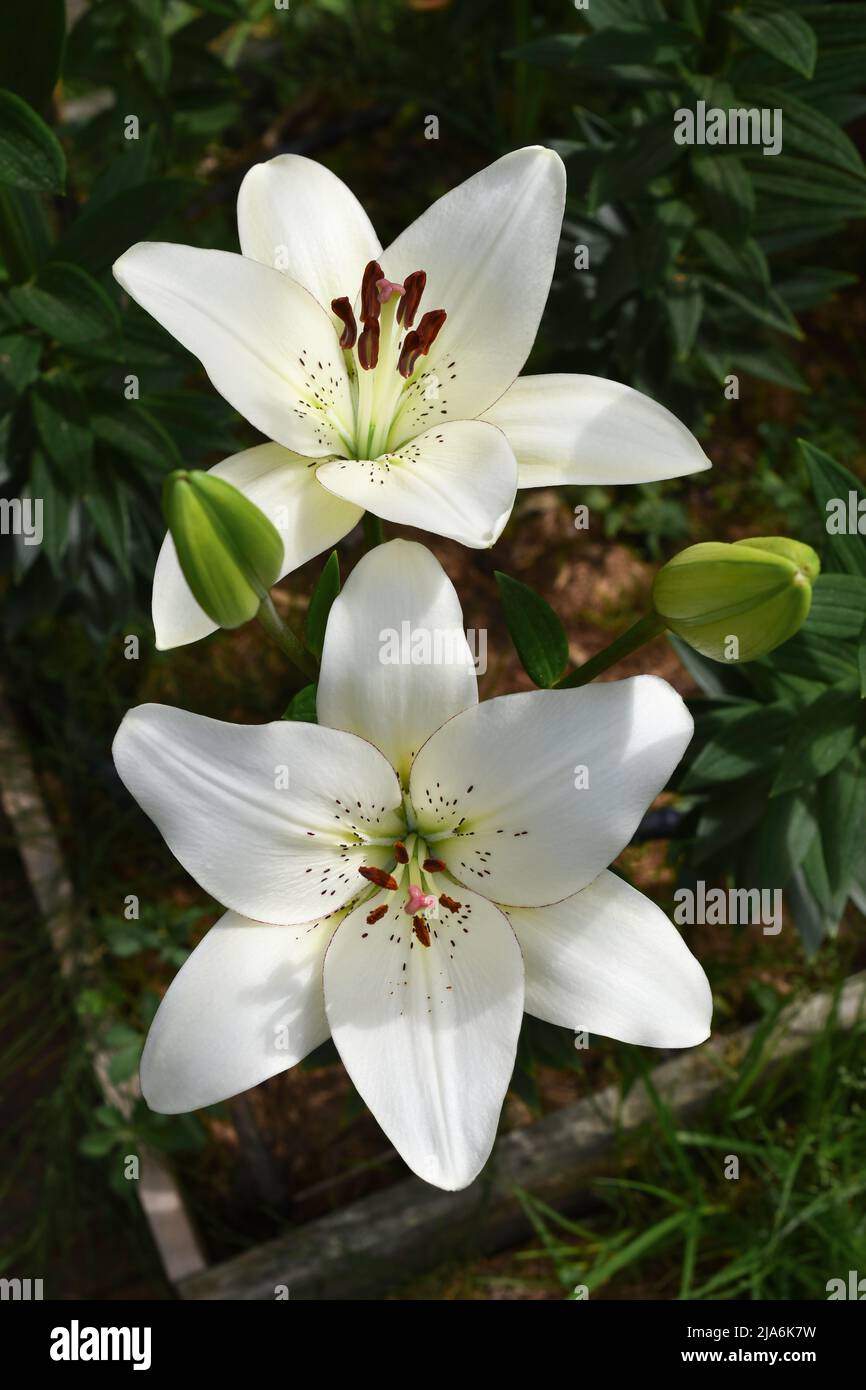 Lys eyeliner (jardin du ruisseau de l'église 2022) Banque D'Images