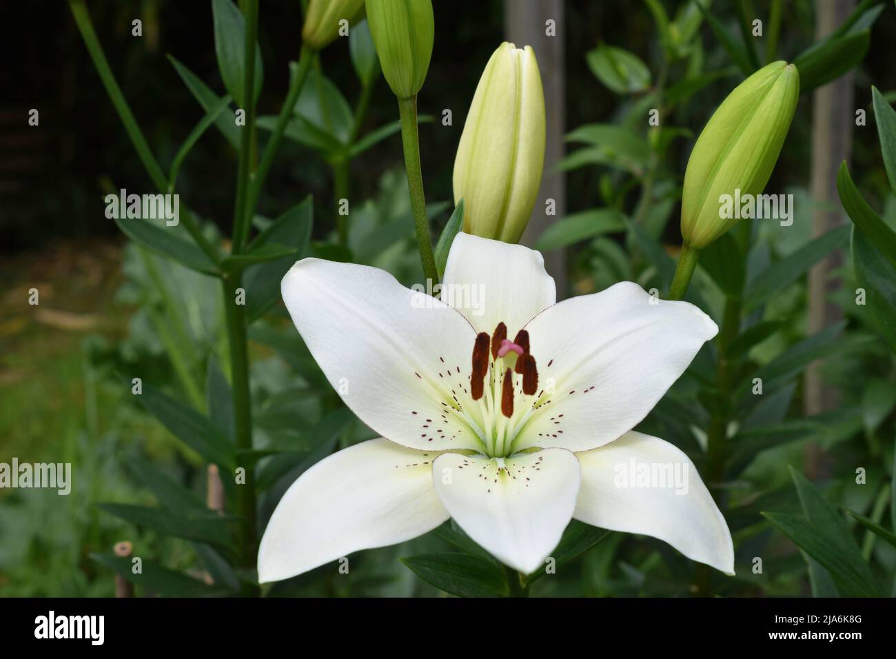Lys eyeliner (jardin du ruisseau de l'église 2022) Banque D'Images