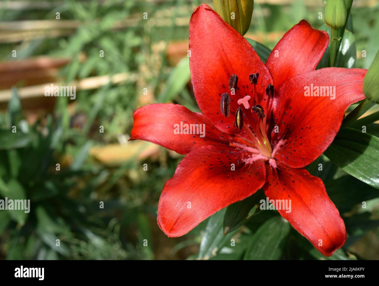 Lys Back Out (jardin du ruisseau de l'église 2022) Banque D'Images