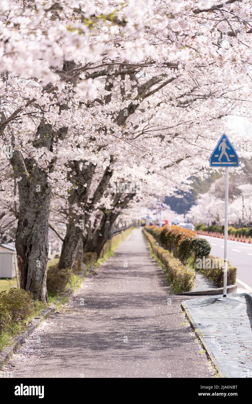 Cerisiers en fleurs dans les rues, Iwakuni, préfecture de Yamaguchi, Honshu occidental, Japon Banque D'Images