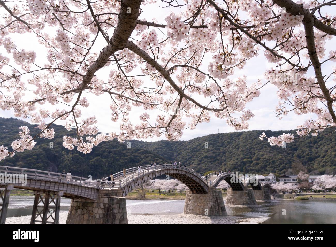 Pont Kintaikyo et cerisiers en fleurs, Iwakuni, préfecture de Yamaguchi, Honshu occidental, Japon Banque D'Images