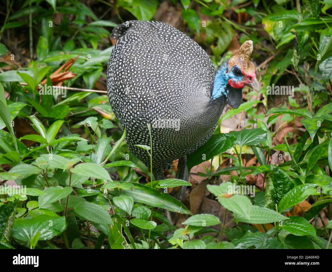 L'helguineafhid (Numida meleagris) est le plus connu de la famille d'oiseaux de guineafhid en roaming dans le parc Banque D'Images