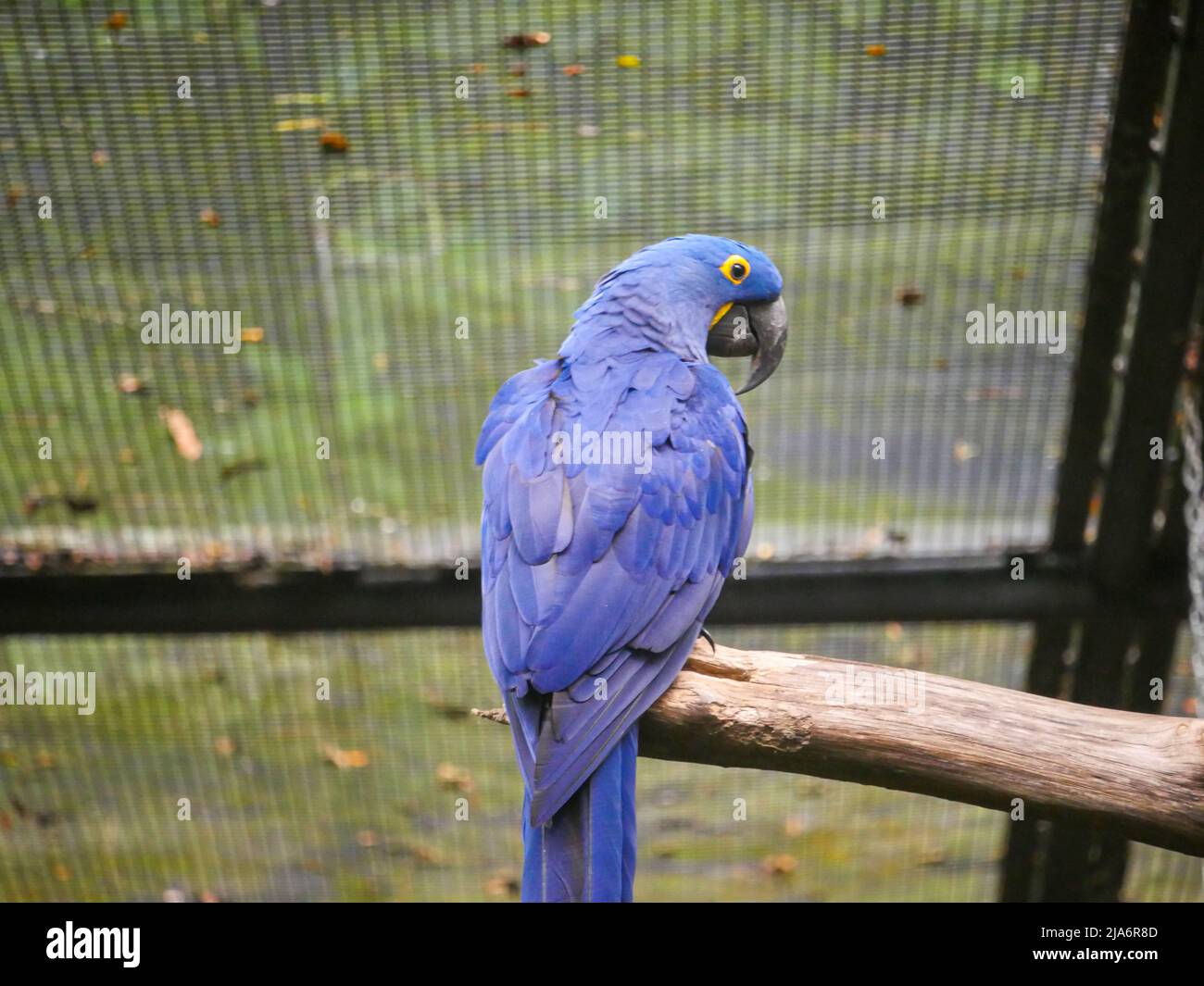 La macaw de jacinthe (Anodorhynchus hyacinthinus), ou macaw de jacinthine, est un perroquet assis sur une bûche de bois dans le parc Banque D'Images