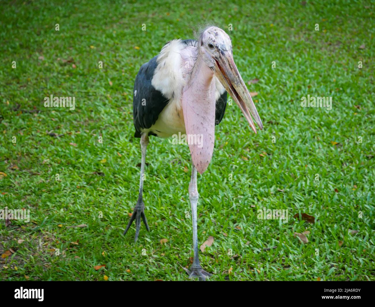 Leptoptilos javanicus (Leptoptilos javanicus) est un gros oiseau de passage à gué de la famille des ciconiidae qui se balade dans le parc. Marabou stork Banque D'Images