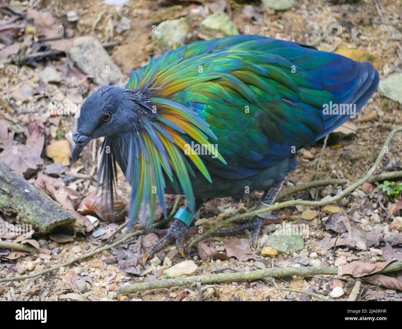 Le pigeon de Nicobar (Caloenas nicobarica) est un oiseau trouvé sur les petites îles et dans les régions côtières des îles Andaman et Nicobar, en Inde qui se baladent en Pa Banque D'Images