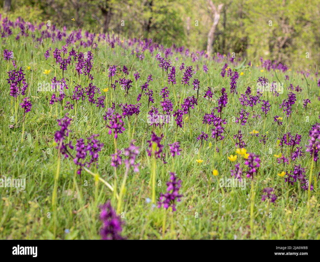 Fleurs pourpres foncé d'orchidées vertes (nom latin : Anacamptis morio) dans l'ouest de la Serbie Banque D'Images