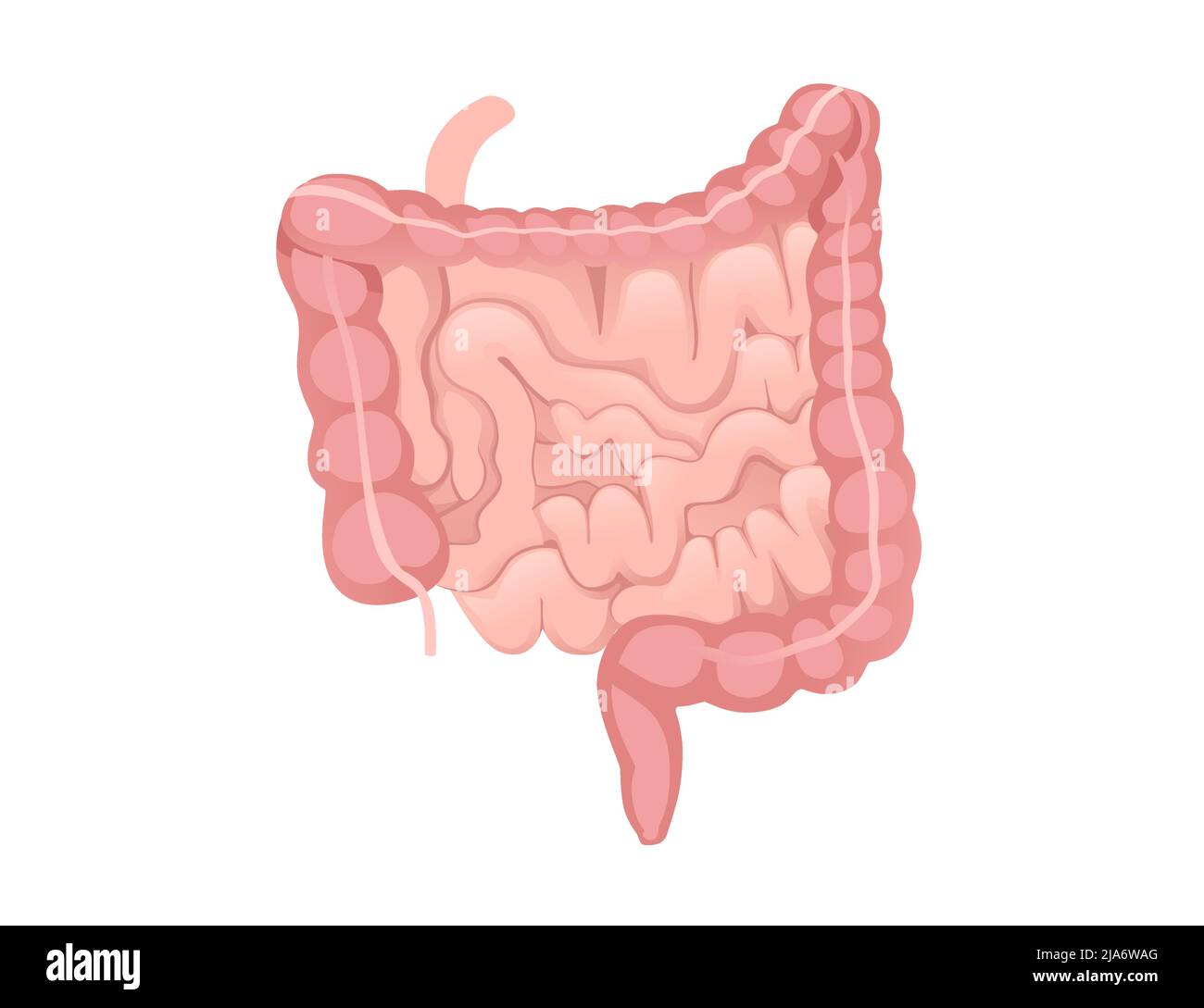 Dessin animé de l'intestin humain anatomie humaine illustration du vecteur d'organe sur fond blanc Illustration de Vecteur