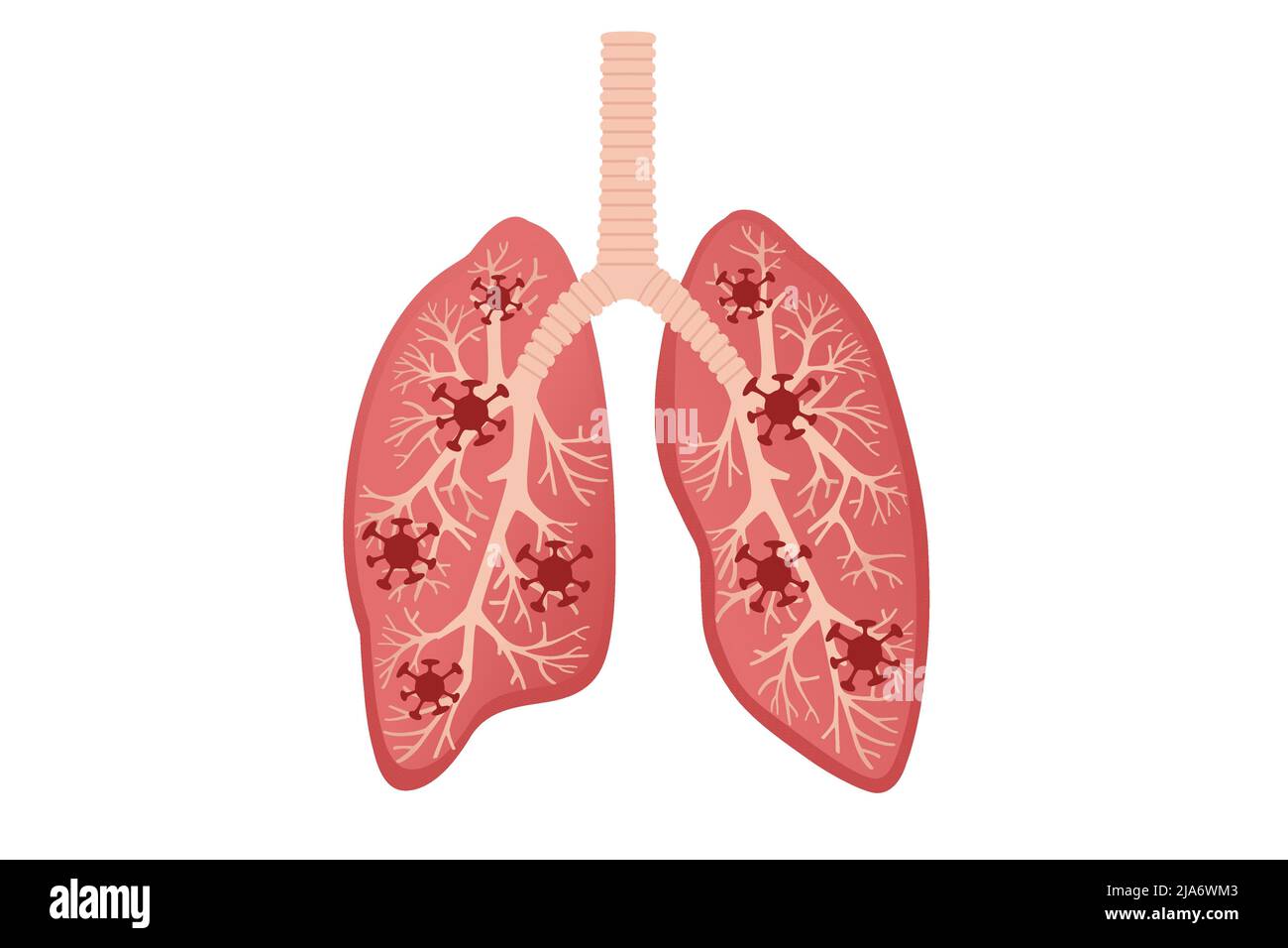 Schéma de l'anatomie humaine illustration du vecteur d'organe sur fond blanc Illustration de Vecteur