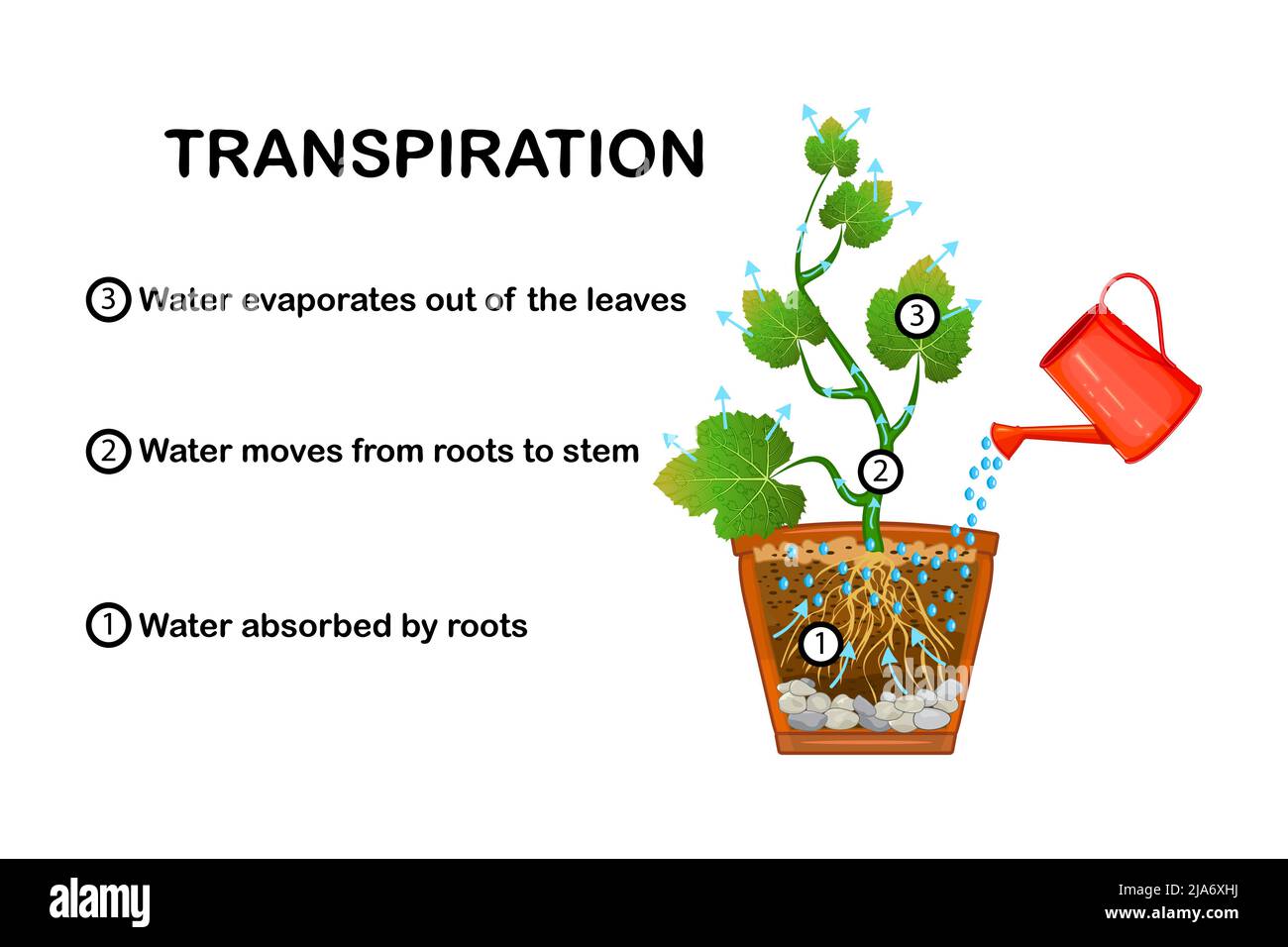 Stades de transpiration dans les plantes. Schéma montrant la transpiration dans la plante. Explication du mouvement ascendant avec programme éducatif. Illustration vectorielle Illustration de Vecteur