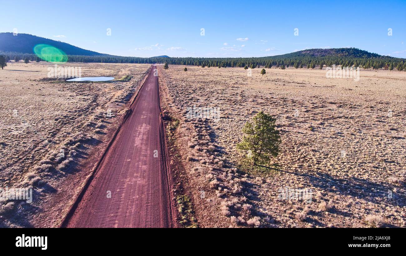 Plaines désertiques avec route de sable rouge et arbre solitaire Banque D'Images
