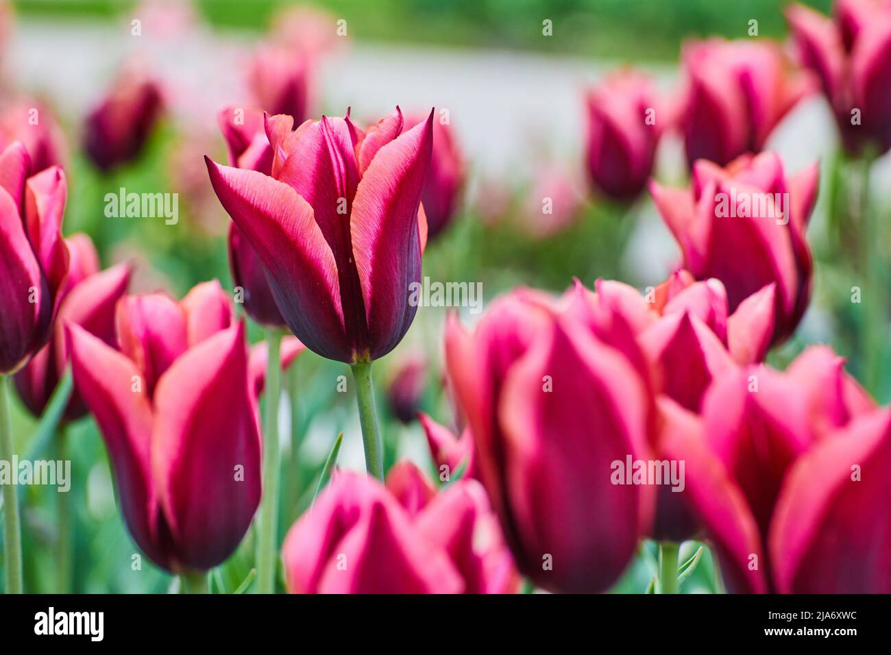 Magnifiques tulipes roses et violettes au printemps Banque D'Images