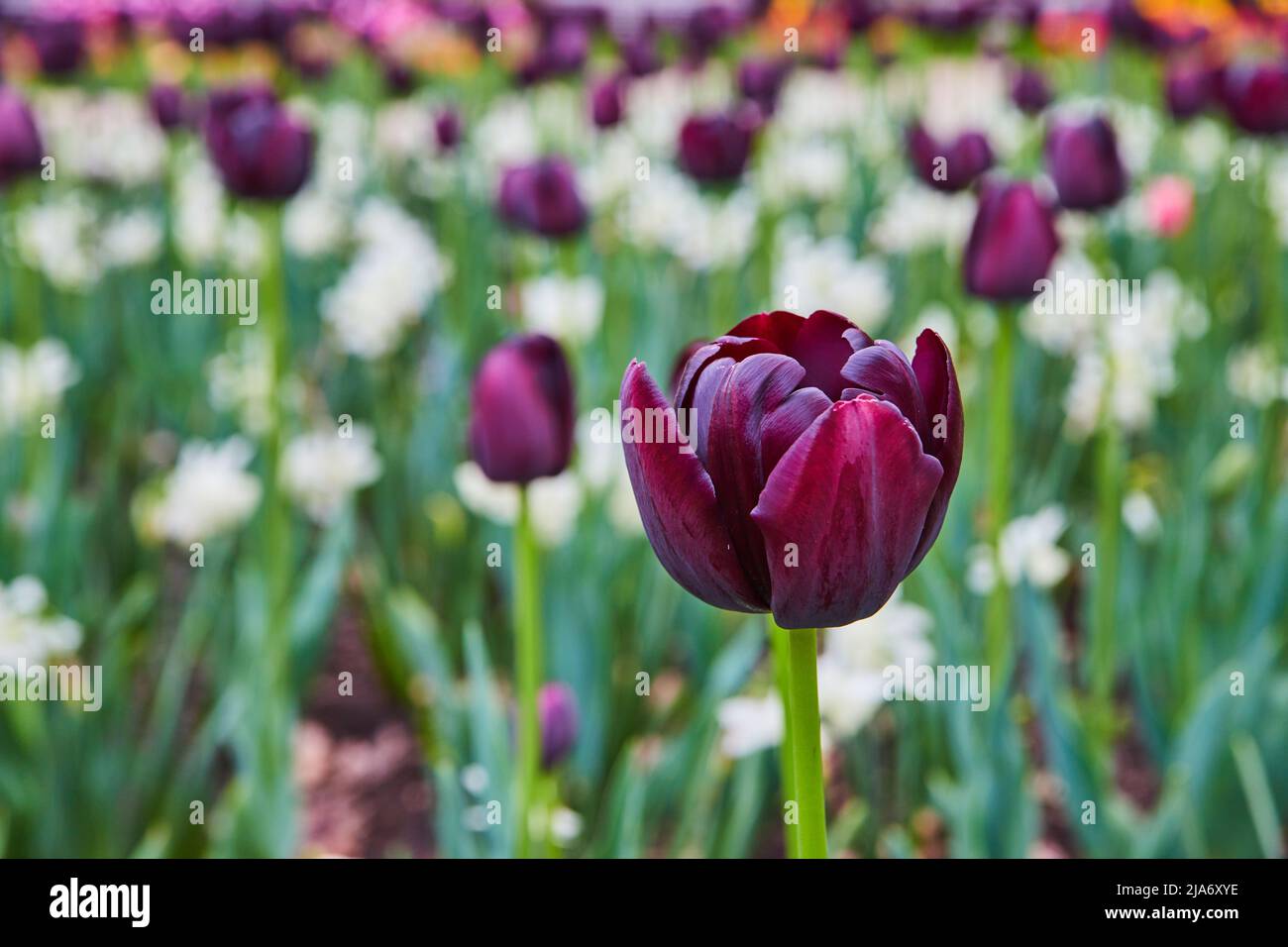 Magnifique jardin de tulipes de fleurs violettes et blanches au printemps Banque D'Images