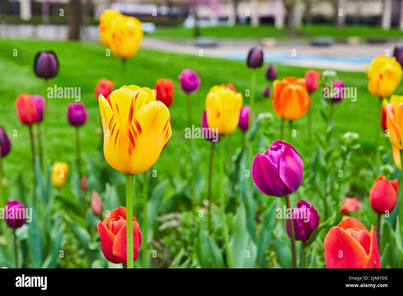 Jardin plein de toutes les couleurs de fleurs de tulipe de printemps Banque D'Images