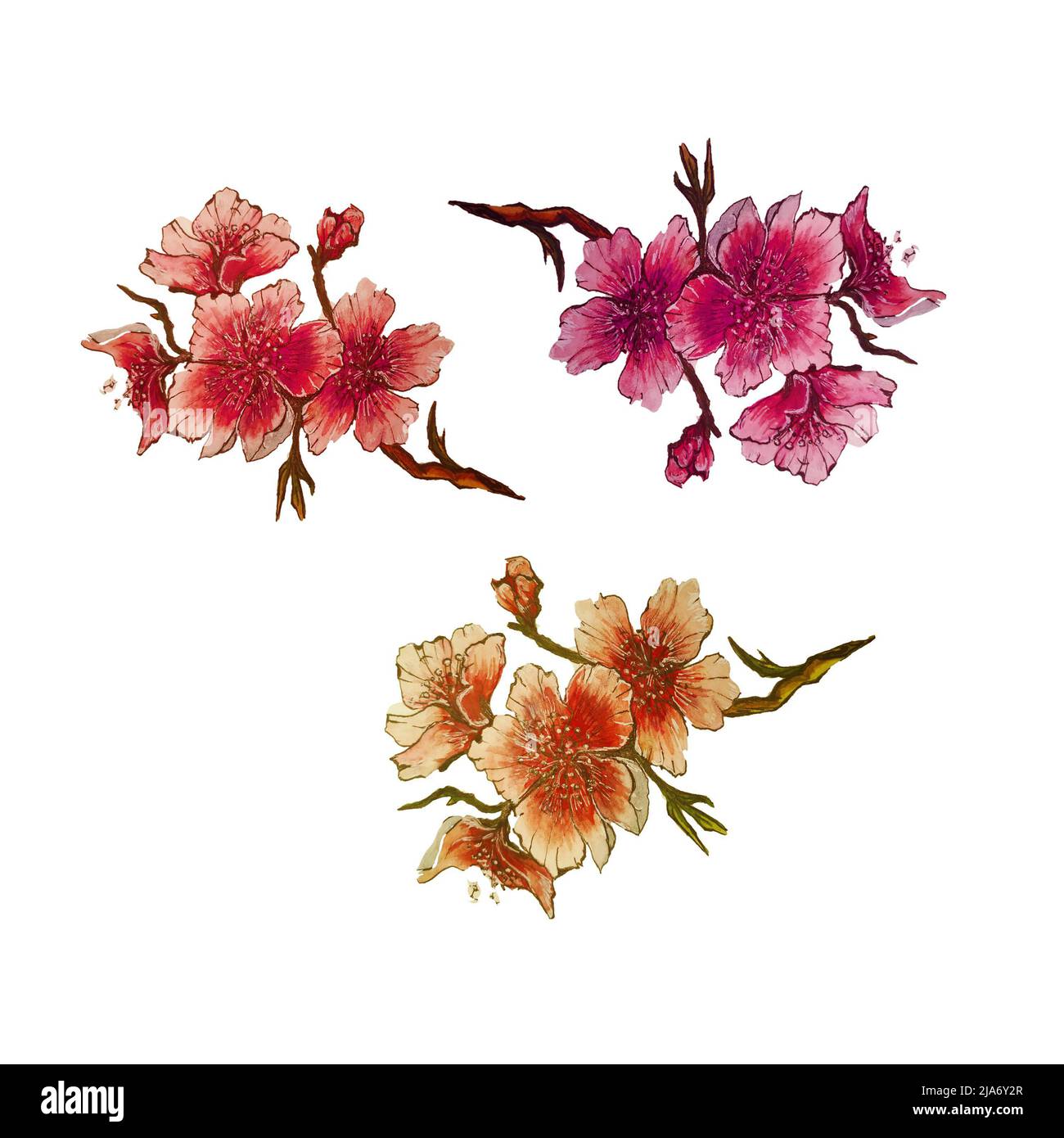 Branches de fleurs sakura aquarelle dessinées à la main.arrière-plan isolé.Design pour invitation de mariage, tissu, emballage, textile, couverture, carte postale, papier Banque D'Images