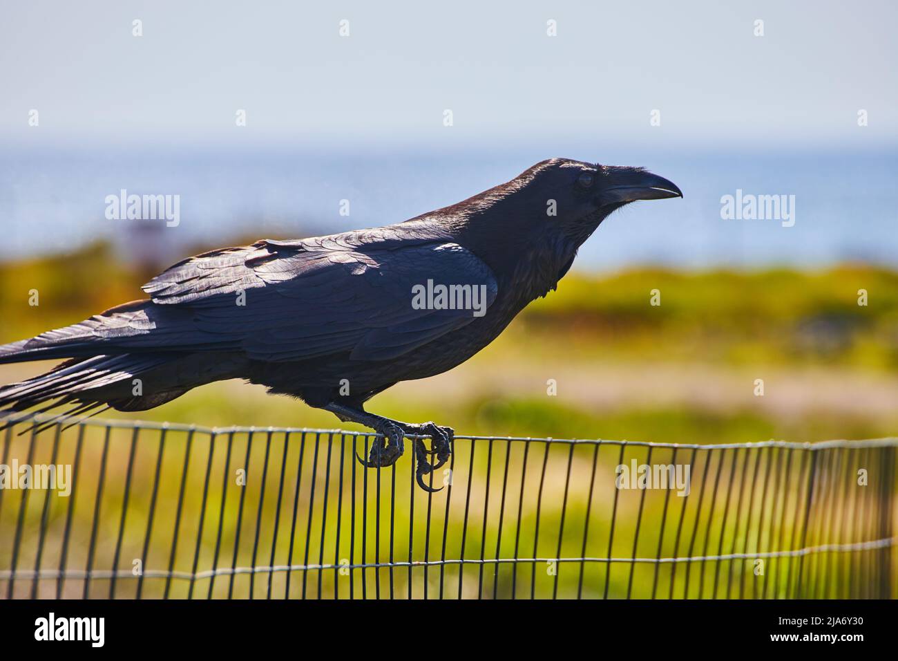 Grand corbeau noir reposant sur une clôture en métal près de la plage Banque D'Images
