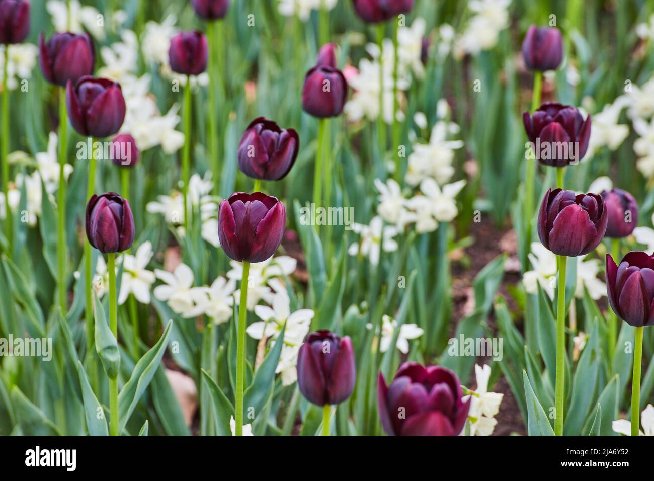 Champ de tulipes pourpres et blanches dans le jardin de printemps Banque D'Images
