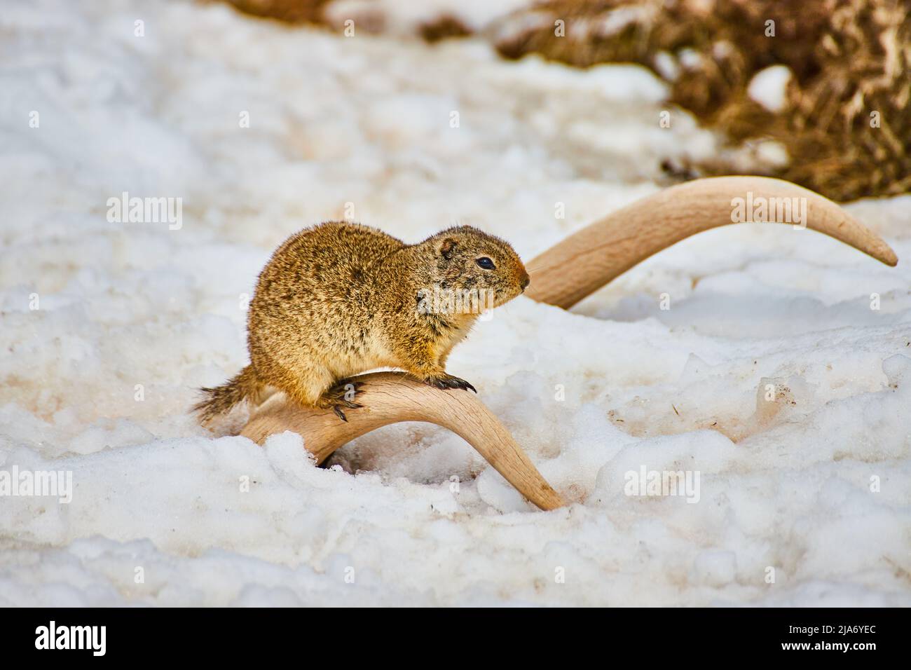 Écureuil au sol reposant sur des bois avec le sol recouvert de neige Banque D'Images