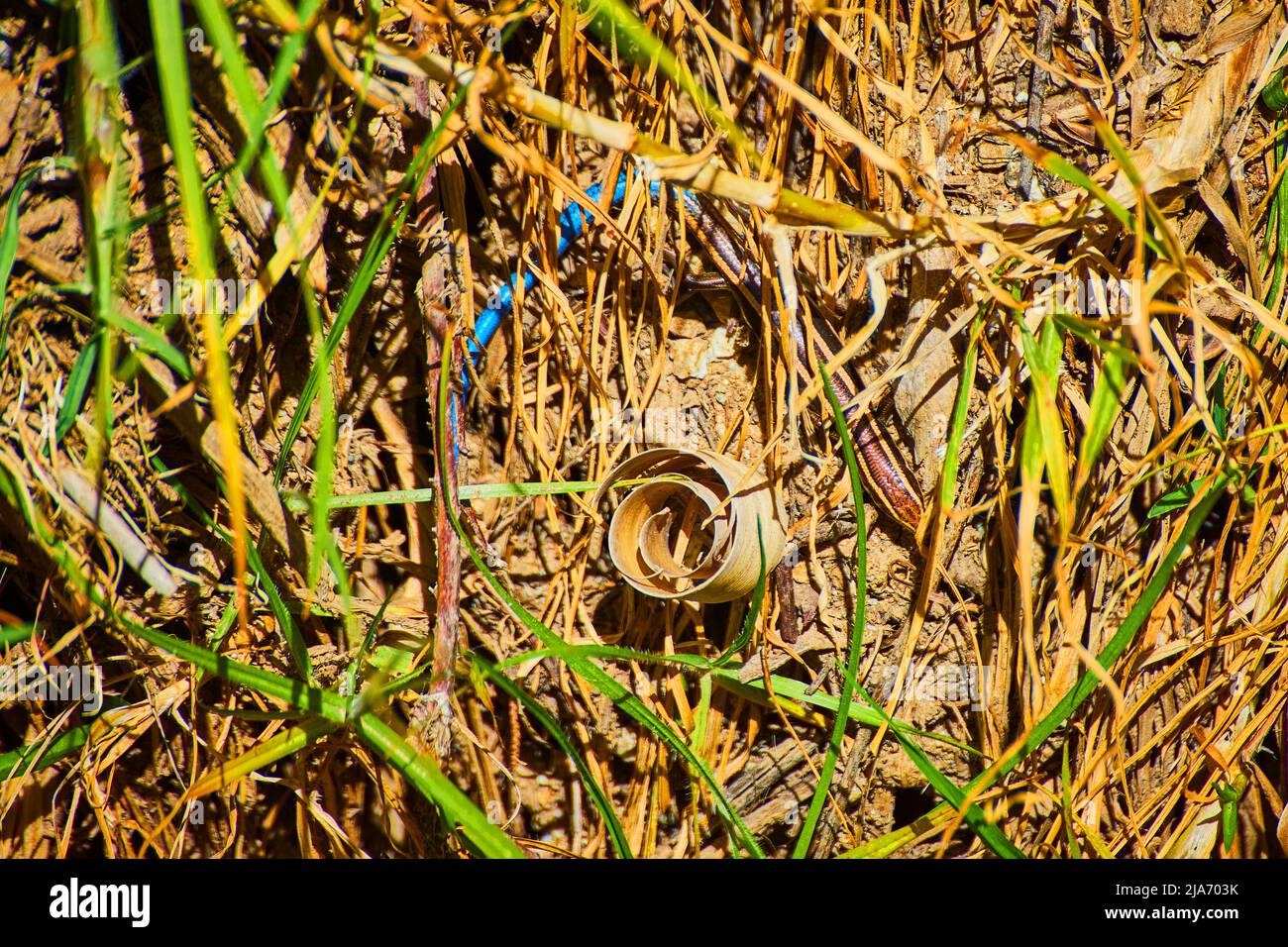 Lézard bleu se cachant dans le sable et l'herbe Banque D'Images
