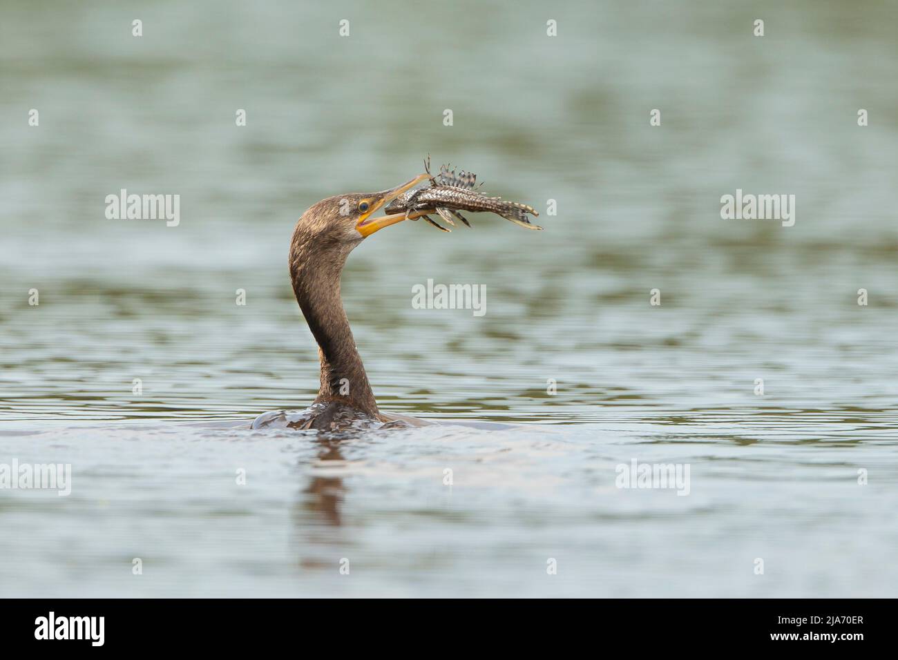 Cormorant néotrope (Phalacrocorax brasilianus) nageant avec un poisson dans son bec Banque D'Images