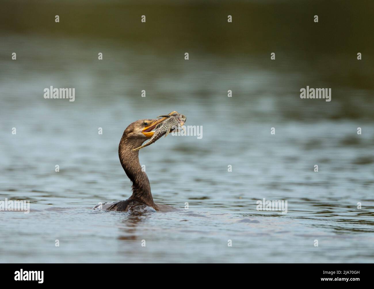 Cormorant néotrope (Phalacrocorax brasilianus) nageant avec un poisson dans son bec Banque D'Images