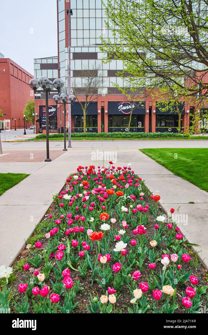 Jardins de tulipes de printemps de l'Indiana de rose, blanc et rouge Banque D'Images