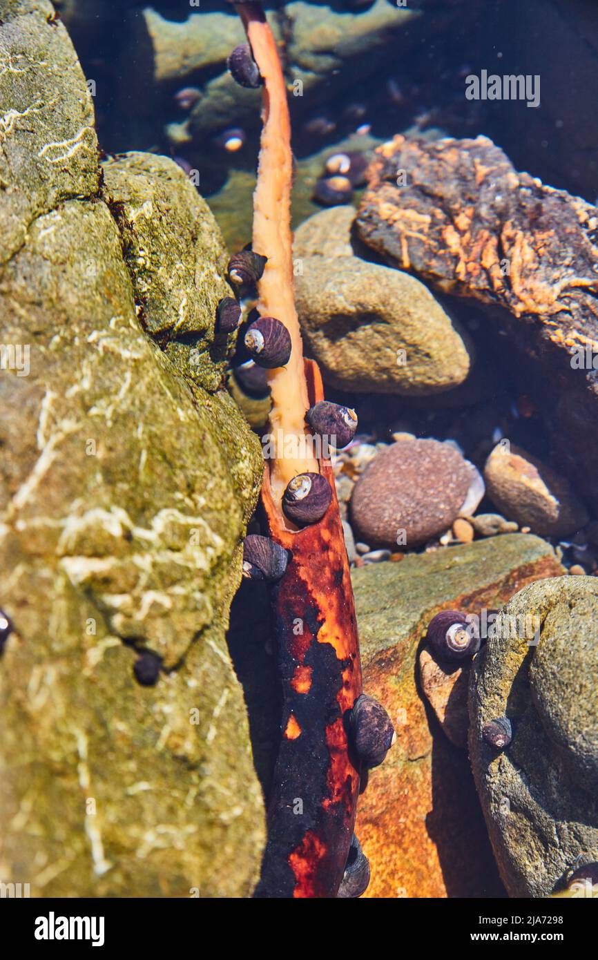 Branche couverte dans les escargots à l'intérieur de la piscine à marée sur la côte ouest Banque D'Images