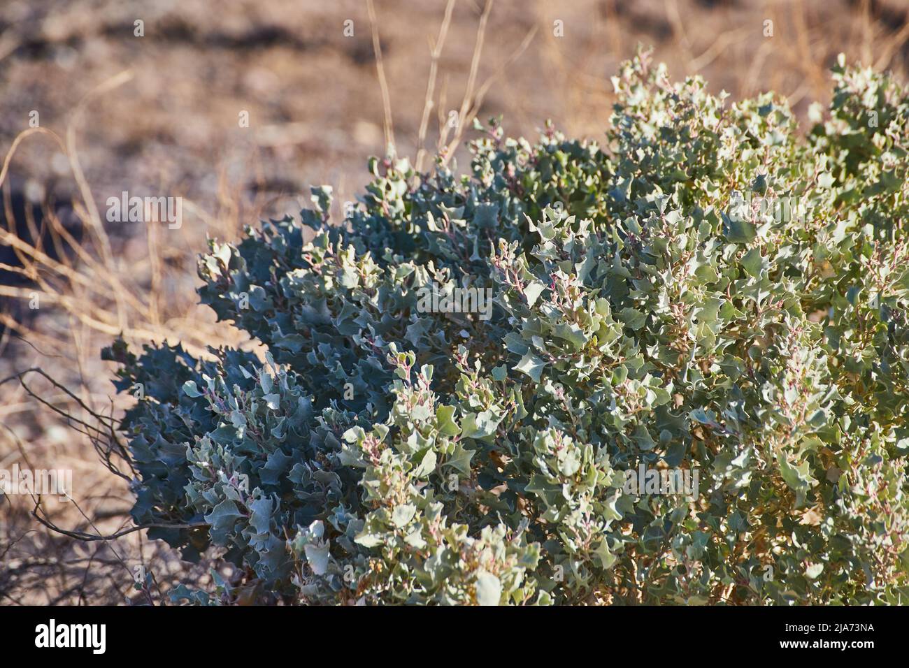 Détail de l'arbuste vert du désert Banque D'Images