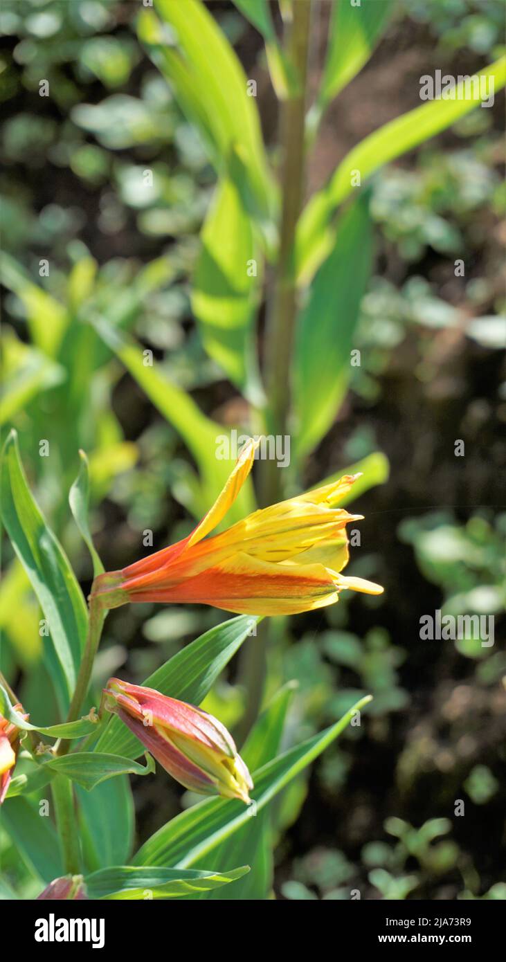 Belles fleurs d'Alstroemeria aurea également connu sous le nom de nénuphars péruviens ou nénuphars dorés. Fond vert naturel Banque D'Images