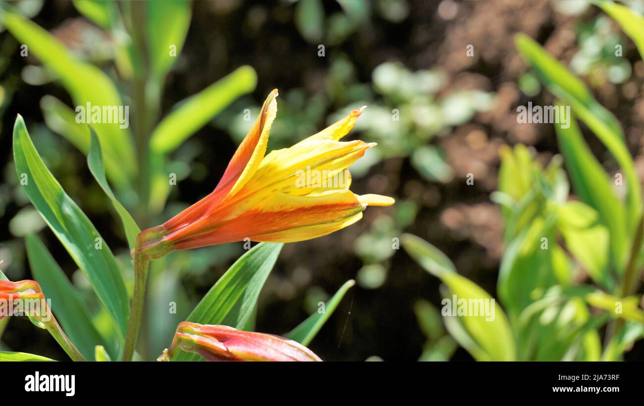 Belles fleurs d'Alstroemeria aurea également connu sous le nom de nénuphars péruviens ou nénuphars dorés. Fond vert naturel Banque D'Images