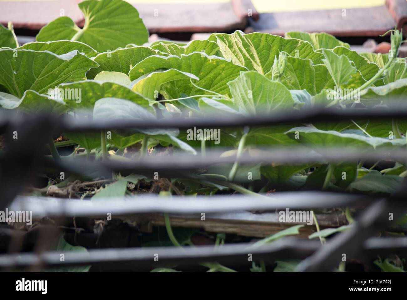 plante de citrouille verte rampante sur le toit. Cadre en bois créé pour sa chenille. Banque D'Images
