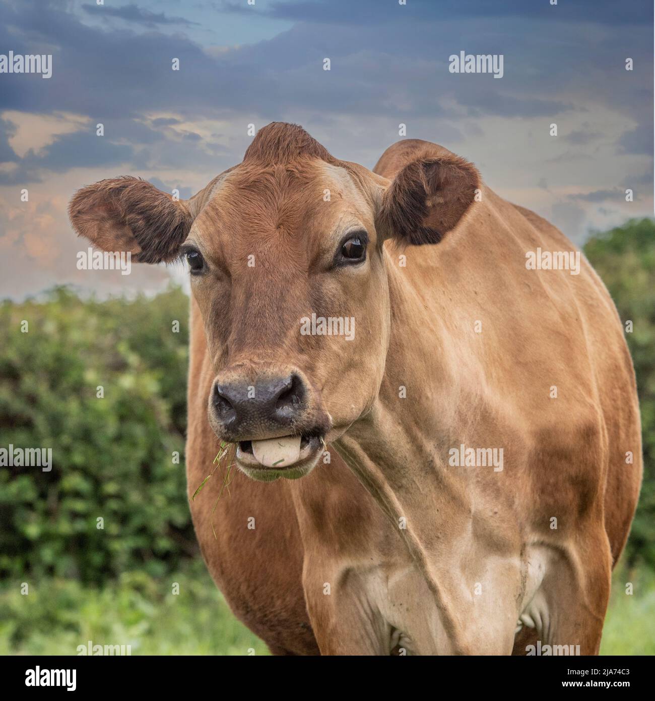 cud à mâcher de vache brune Banque D'Images