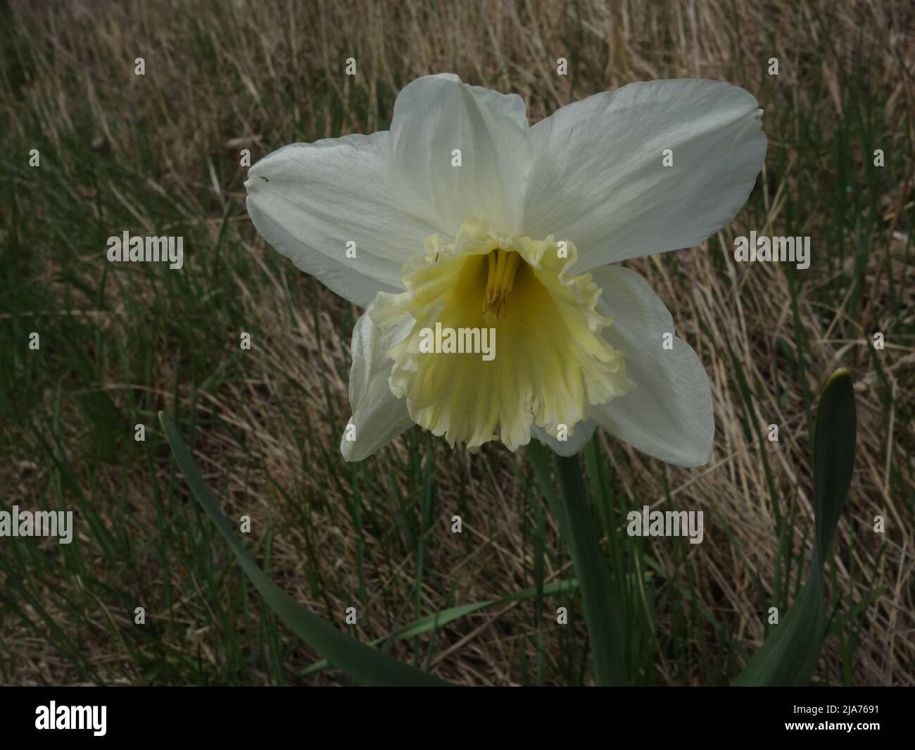 Un solitaire Narcisse Poeticus au bord de la route. Banque D'Images