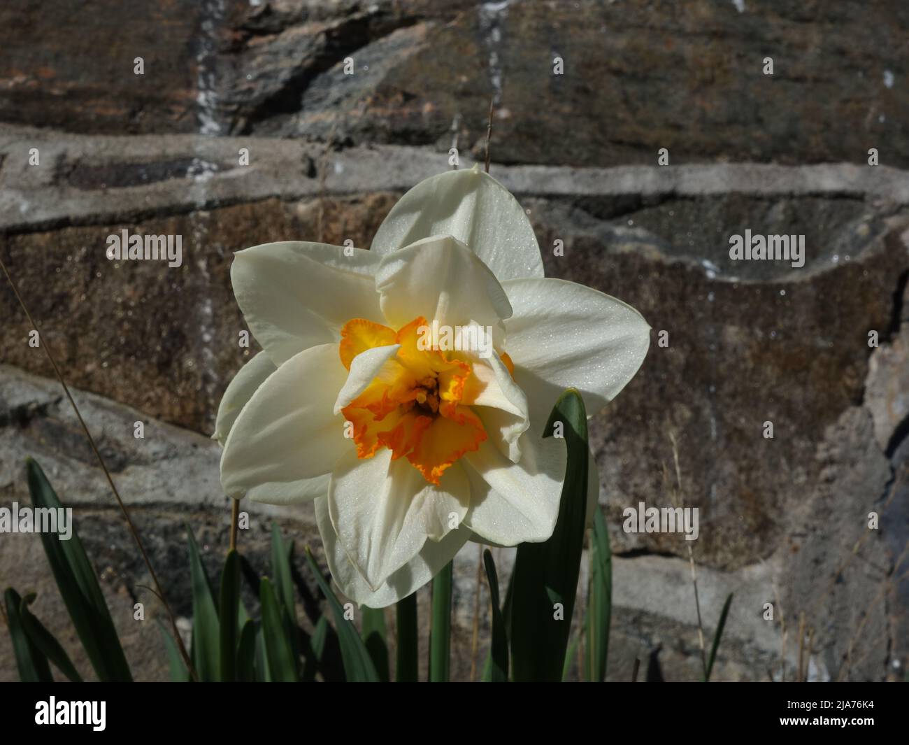 Planté Narcissus Poeticus par un mur recouvert d'ardoise. Banque D'Images