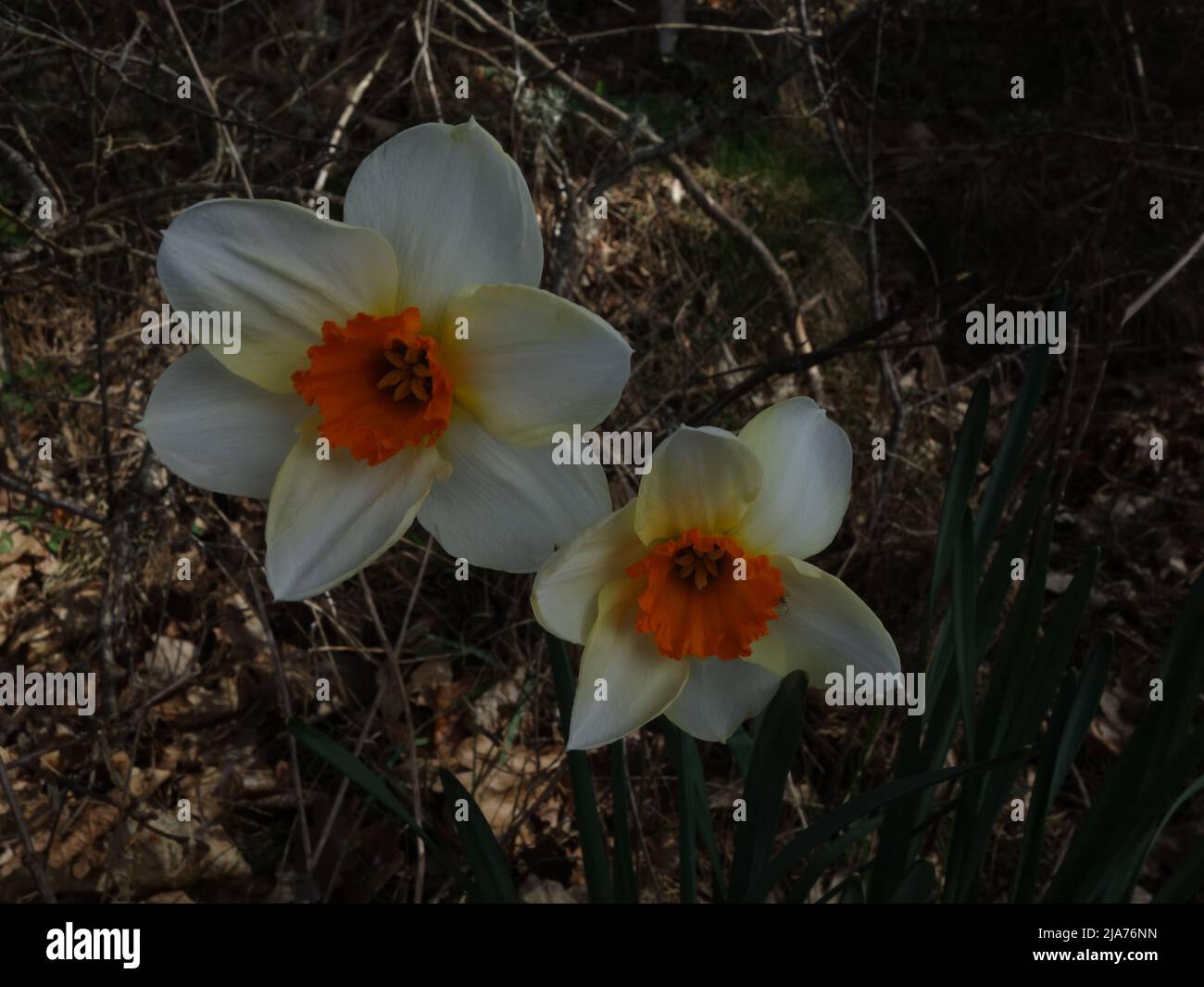 Daffodil du poète sauvage dans la forêt. Banque D'Images