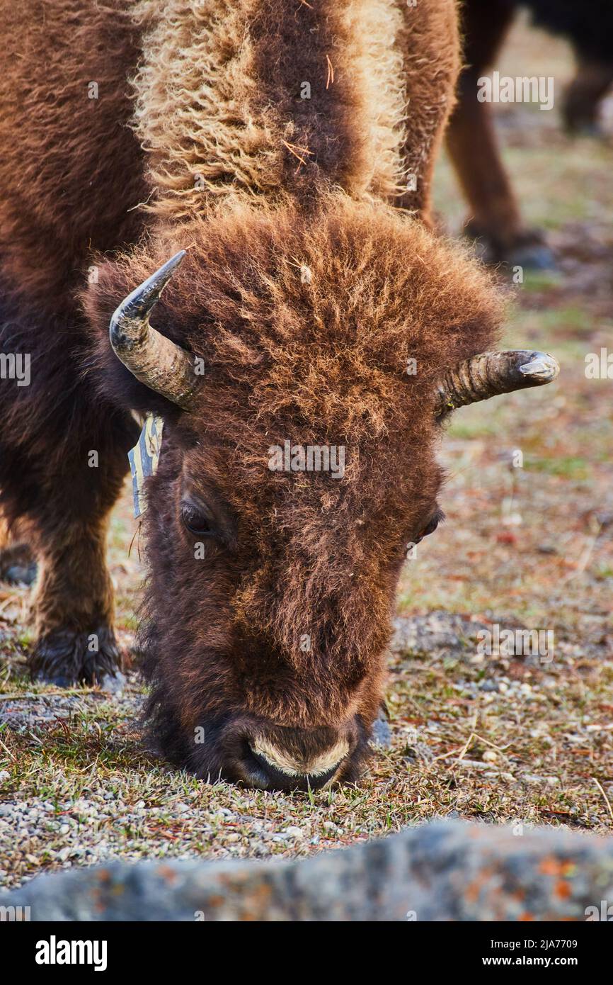 Les bisons se dirigent vers le haut de pâturage étroit dans les champs herbeux Banque D'Images