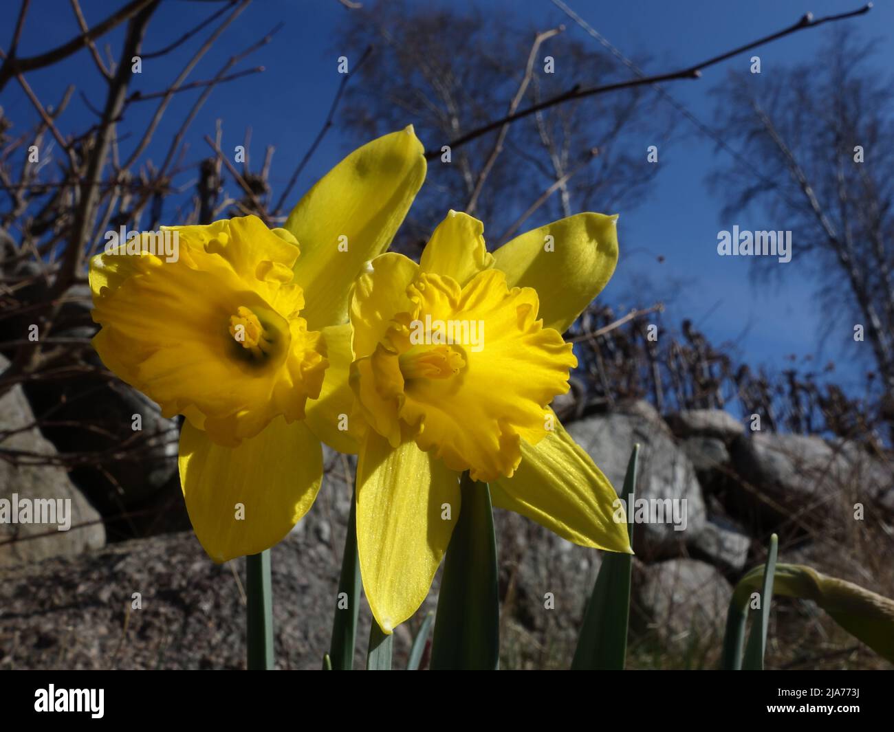 Le long de la clôture en pierre, les jonquilles sont en fleur. Banque D'Images