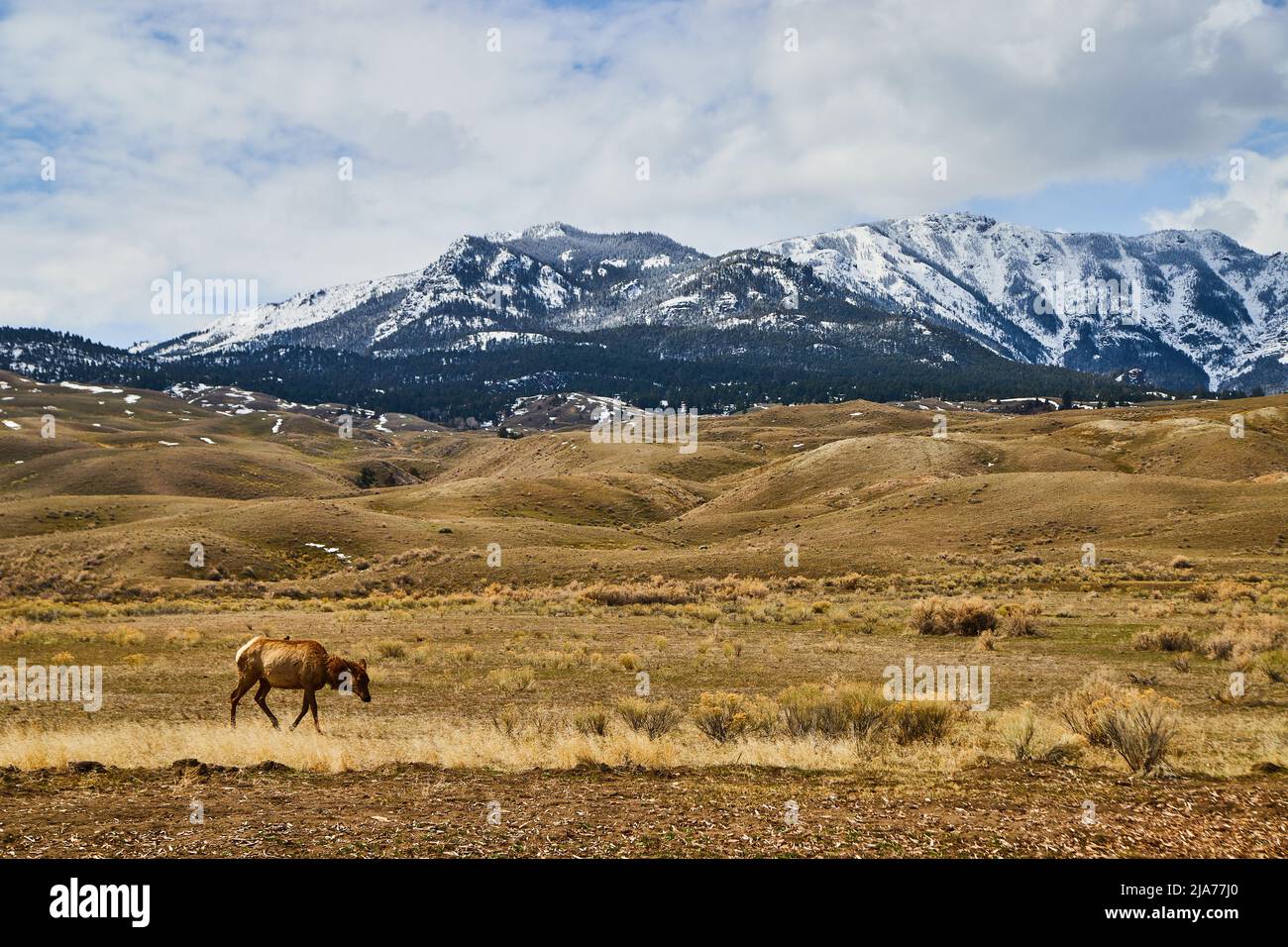 Les montagnes enneigées américaines par des champs de jaune avec des cerfs Banque D'Images
