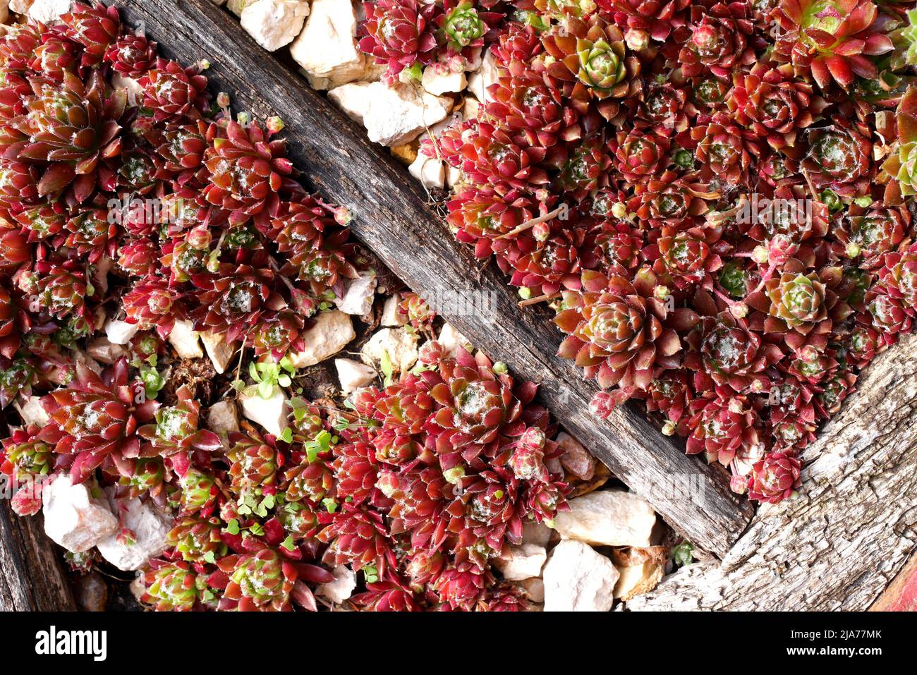 Des houseeeeeeeeeeks rouges, sempervivum, croissant comme couvert de terre dans un jardin, Szigethalom, Hongrie Banque D'Images