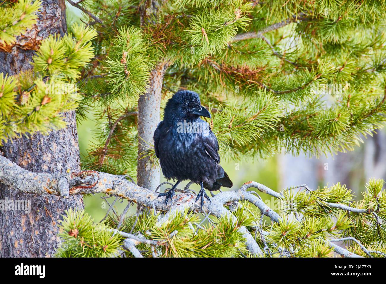 Grand corbeau noir reposant sur une branche de pin Banque D'Images
